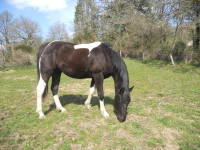 Vente de cheval : Ouma